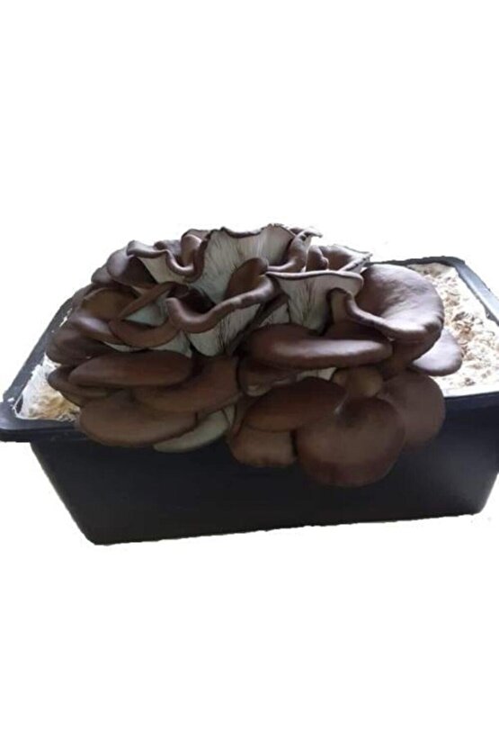 Istiridye Mantarı Tohumu Ve Istiridye Mantarı Kompostu Içerisinde Ekili Hazır Deneme Hobi Kiti