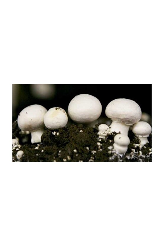 Kültür Mantarı Tohumu (15.000 ADET) Ekim Poşeti Yönerge