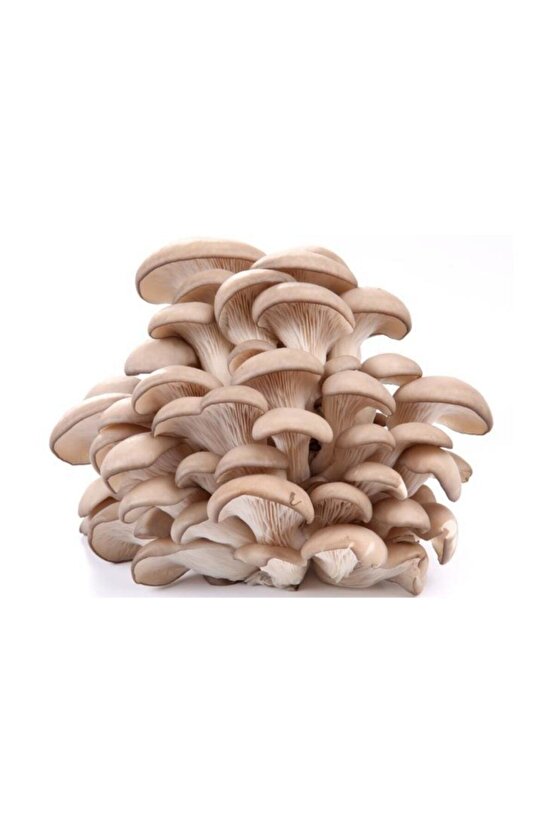 Ekim Torbası Ve Eğitim Kılavuzu Hediyeli Ortalama 3000 Adetli Kayın Mantarı Tohumu