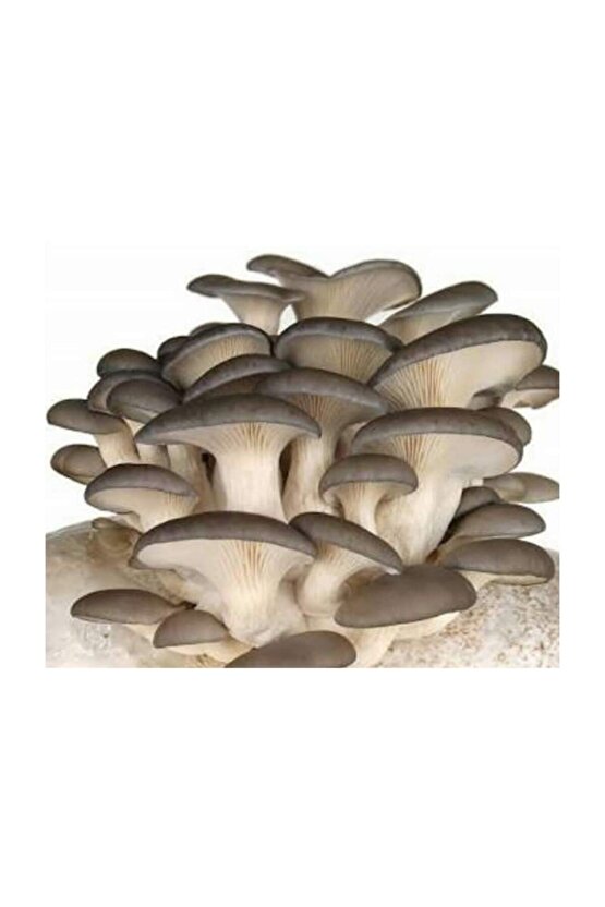 Ekim Torbası Ve Eğitim Kılavuzu Hediyeli 100 Gr Kavak Mantarı Tohumu