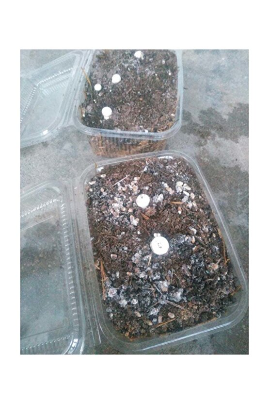 Kültür Mantarı Tohumu Ekili Deneme Hobi Kiti