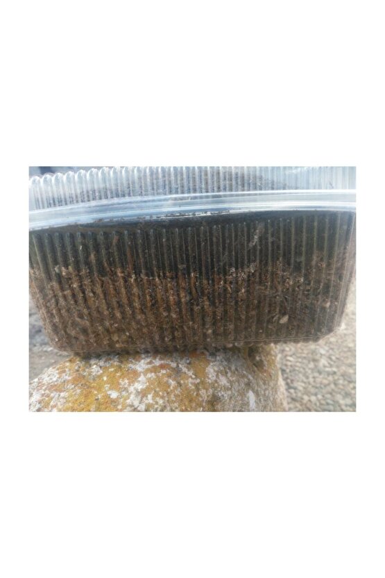 Kültür Mantarı Tohumu Ekili Deneme Hobi Kiti