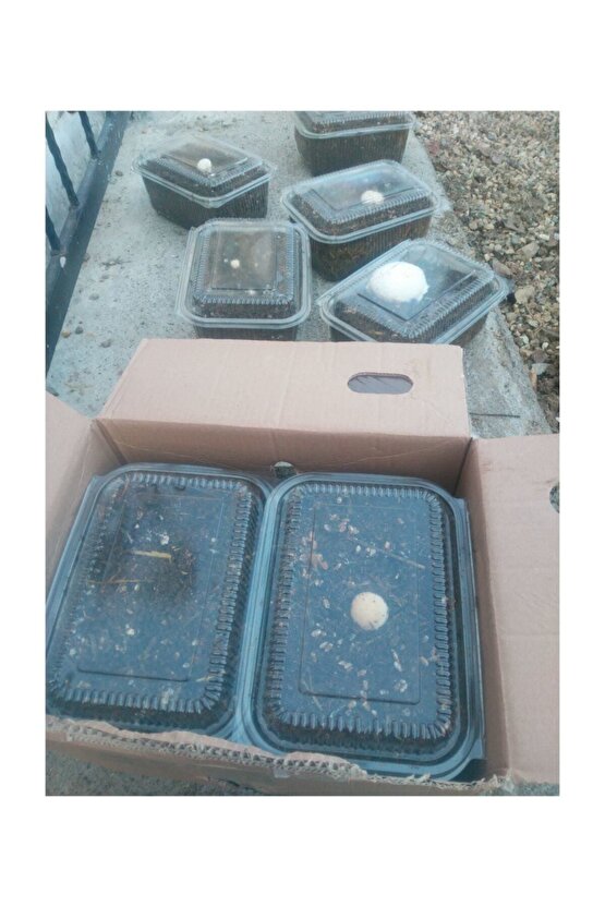 Kültür Mantarı Tohumu Ekili Deneme Hobi Kiti