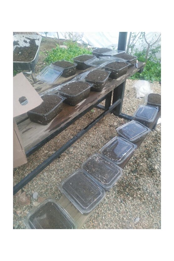 Kültür Mantarı Tohumu Ekili Deneme Hobi Kiti