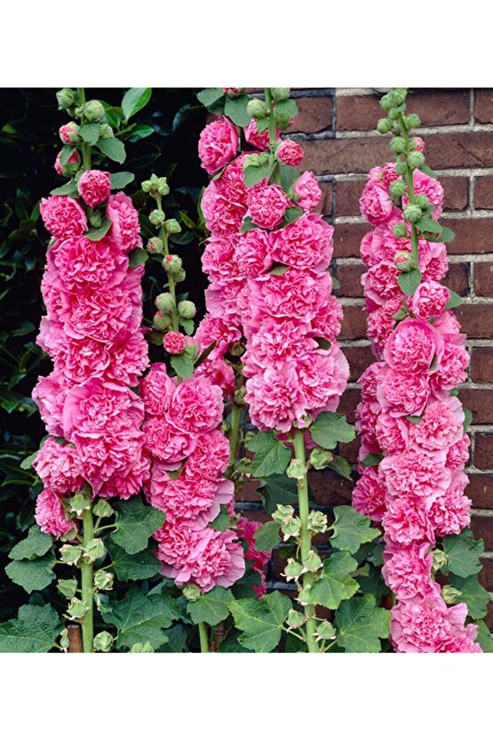 10 Adet Pembe Renkli Katmerli Gül Hatmi Çiçeği Tohumu