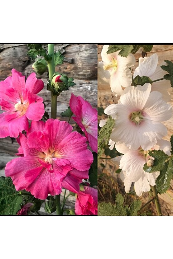 Karışık Gül Hatmi Çiçeği Tohumu (25 adet)