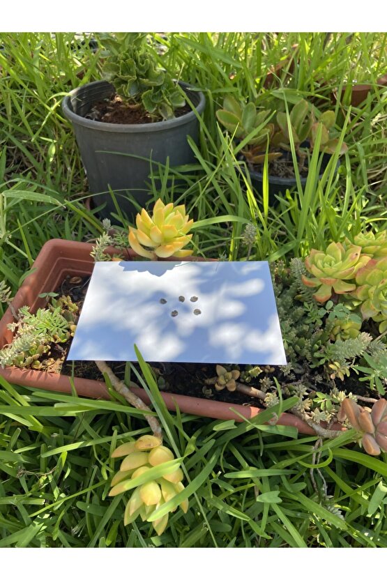 Bordo Hatmi Çiçeği Tohumu 5 Adet