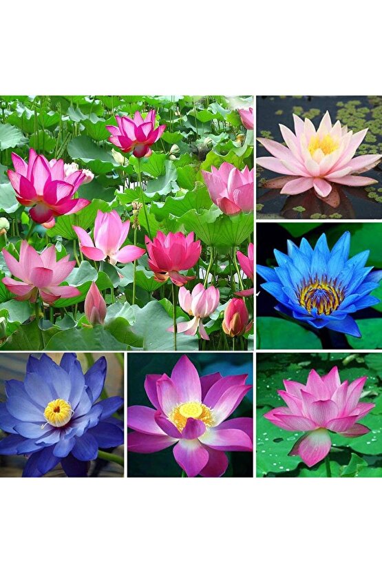 6 Adet Karışık Renklerde Lotus (Nilüfer) Çiçeği Tohumu