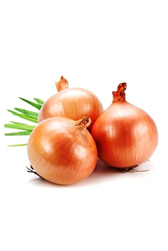 Soğan Tohumu - Valenciana 1500 Adet
