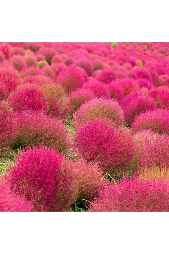 Süpürge Otu Tohumu (30 Adet)