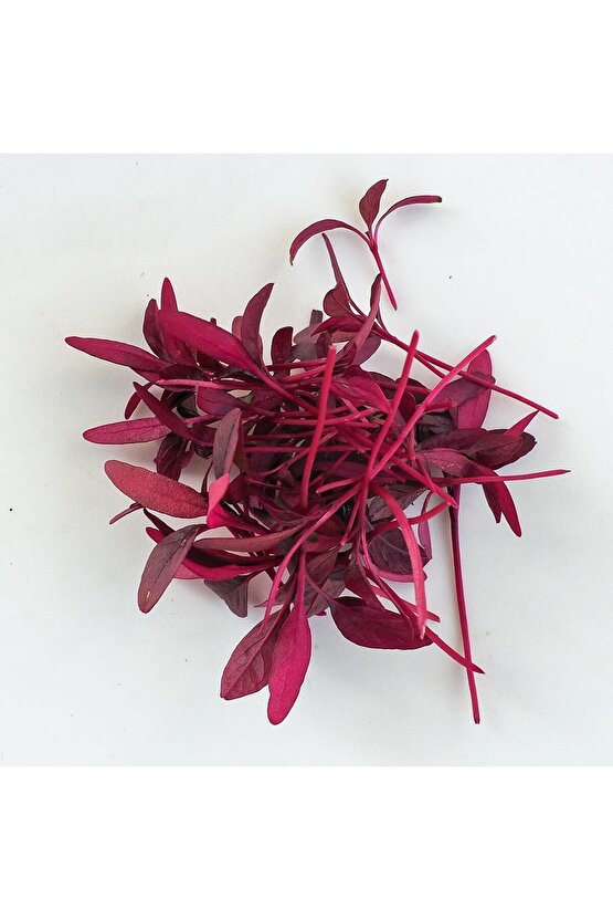 Kırmızı amaranth tohumu geleneksel şifalı amaranthus red garnet