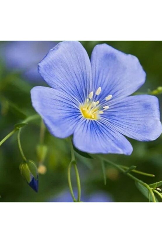 Mavi Linum Keten Çiçeği 25 Tohum