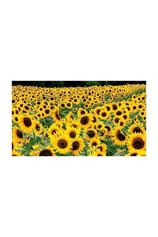 Ayçiçeği Tohumu 10 Adet Tohum Günebakan Çiğdem