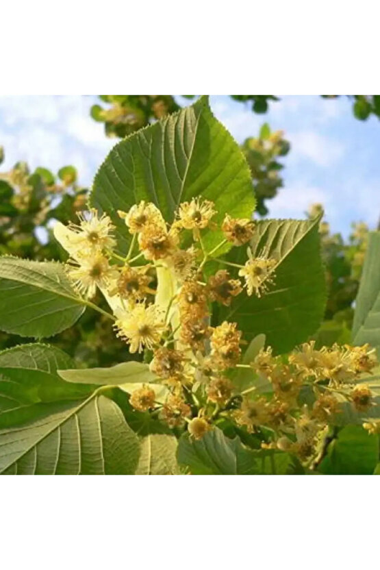 Bahçenize Özel 5 Adet Ihlamur Tohumu – Hoş Kokulu Ihlamur Ağacı İçin