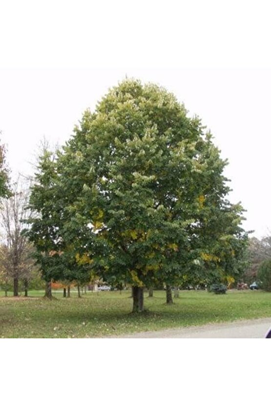 Bahçenize Özel 5 Adet Ihlamur Tohumu – Hoş Kokulu Ihlamur Ağacı İçin