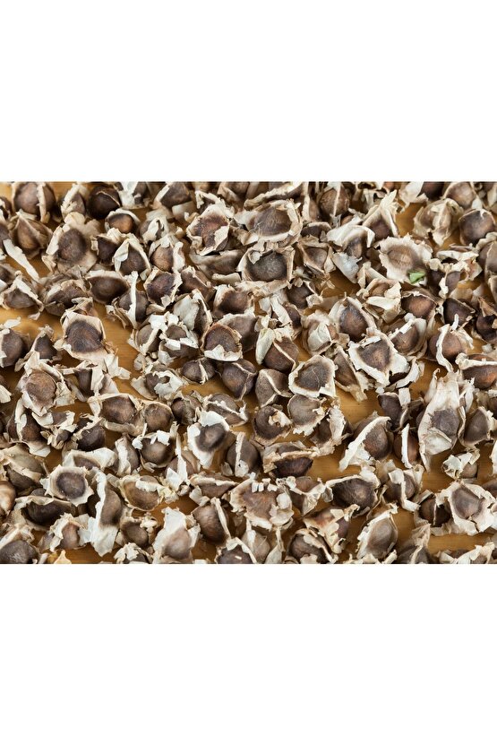 Moringa ağacı tohumu  5 Adet Tane - Mucize Ağaç