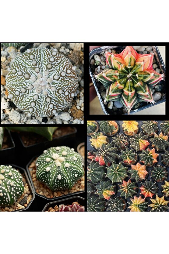 100 Adet  Karışık Kaktüs Tohumu (Gymnocalycium Gymno ve Astrophytum Astro )