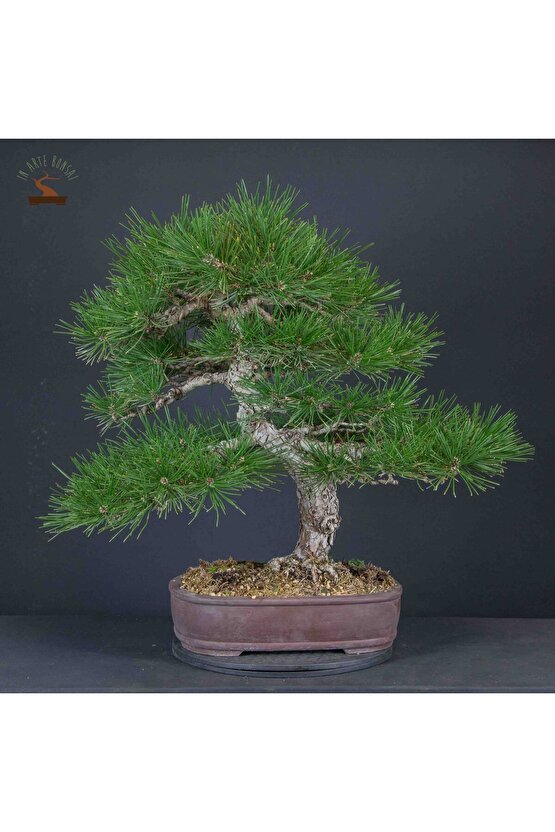 5 Adet  - Kızılçam  Ağacı Tohumu Bonsai Ağacı Tohumu