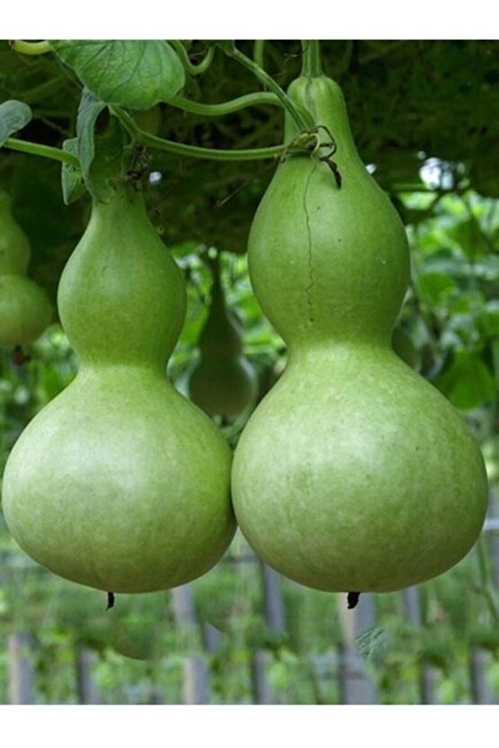 10 Adet Su - Et Kabağı Ata Yerli Tohum