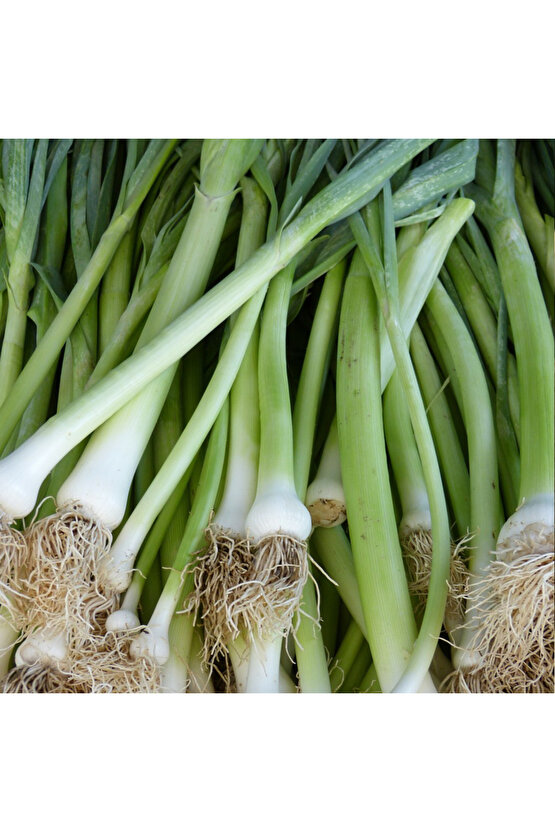 Pırasa Tohumu İnegöl - 1000 adet yerli açık ata tohum