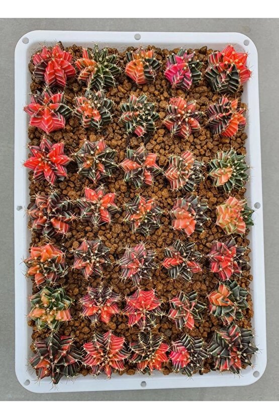 100 Adet Tohum Kaktüs Gymnocalycium Gymno Variegate Mix Karışık Tiger ,lb , Lb Hd, Pink Diamond