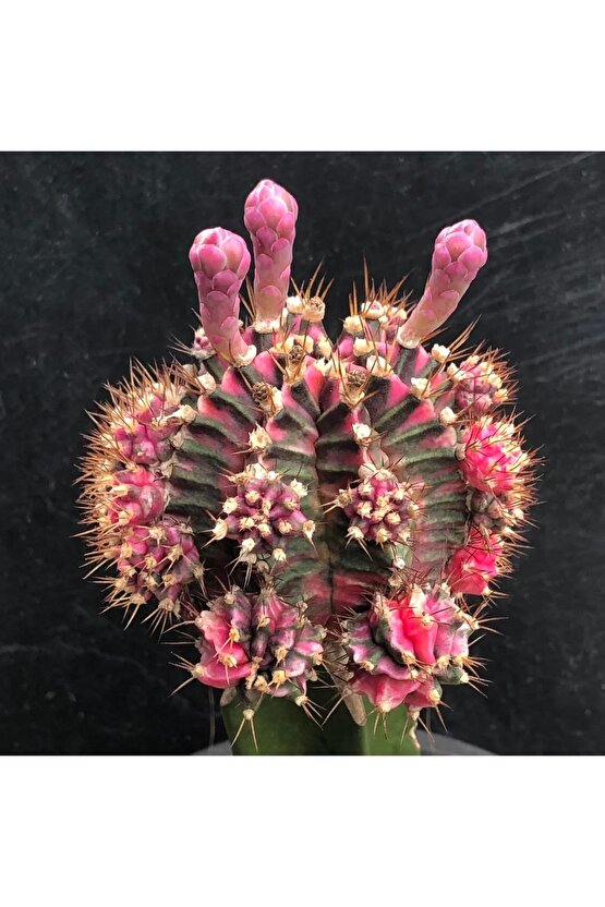 100 Adet Tohum Kaktüs Gymnocalycium Gymno Variegate Mix Karışık Tiger ,lb , Lb Hd, Pink Diamond