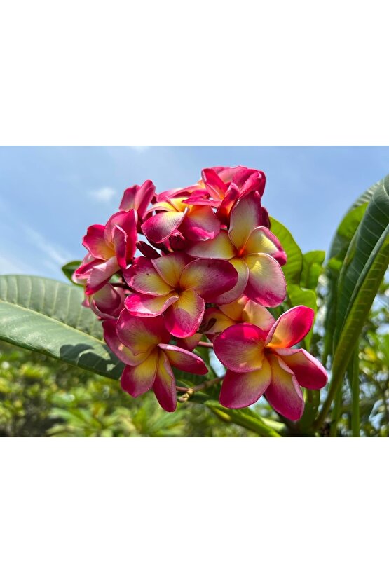 Karışık Renklerde 10 Adet Plumeria Tohumu