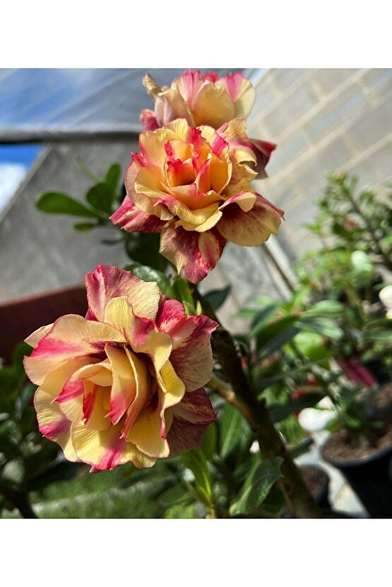25 Adet Karışık Renklerde Adenium Çöl Gülü Tohumu