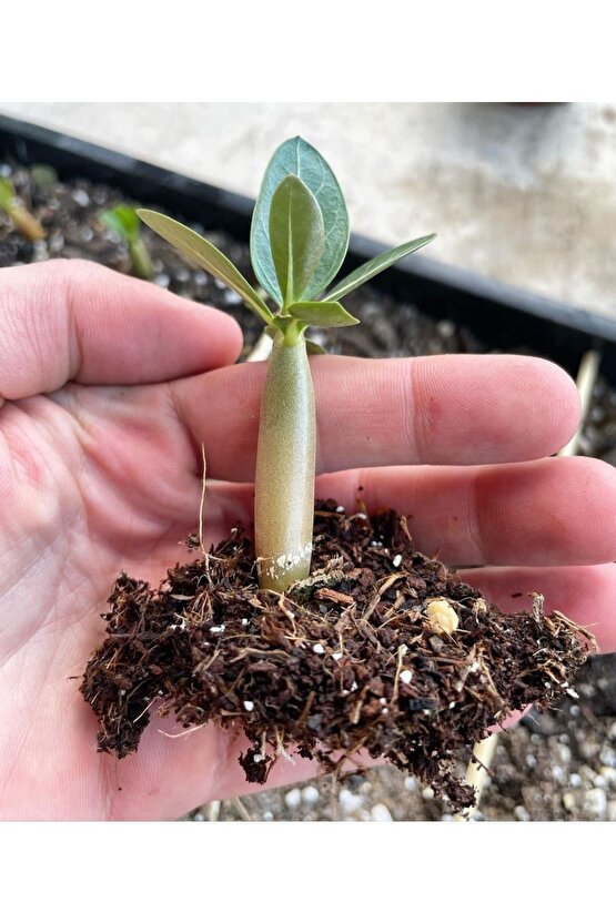 25 Adet Karışık Renklerde Adenium Çöl Gülü Tohumu