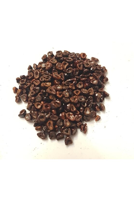 100 Adet Kaktüs Tohumu Karışık Astrophytum Astro ( 5 Ribs,kıkko,superkabuto ,star Type, V Type )