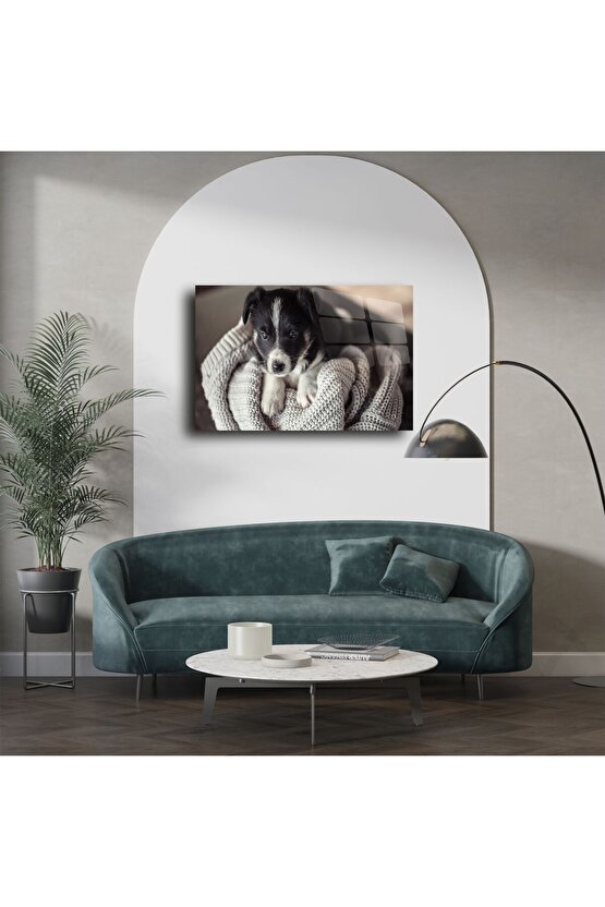 Sevimli Yavru Köpek Cam Üstü Duvar Tablosu