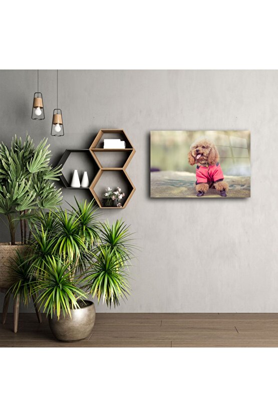 Sevimli Kahverengi Poodle Duvar Sanatı