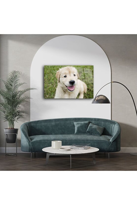 Sevimli Golden Retriever Yavru Köpek Kanvas Tablo