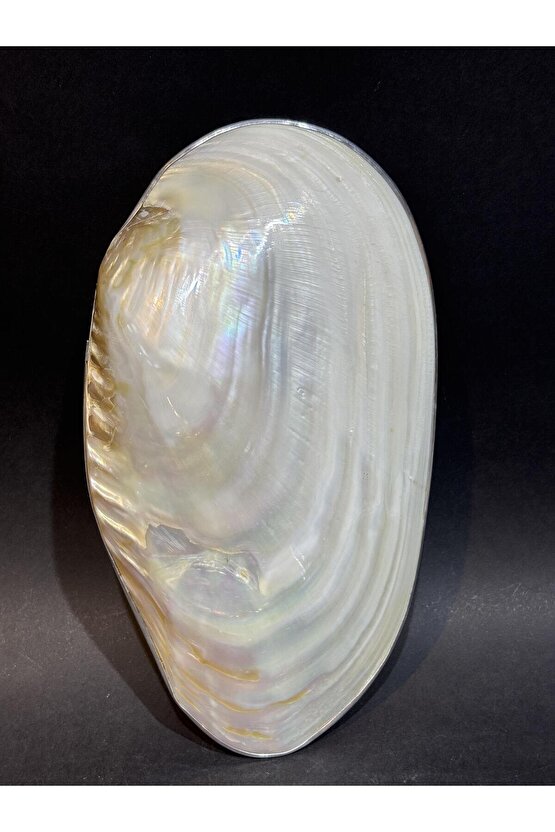 KABUK XXL GÜMÜŞ ÇERÇEVELİ