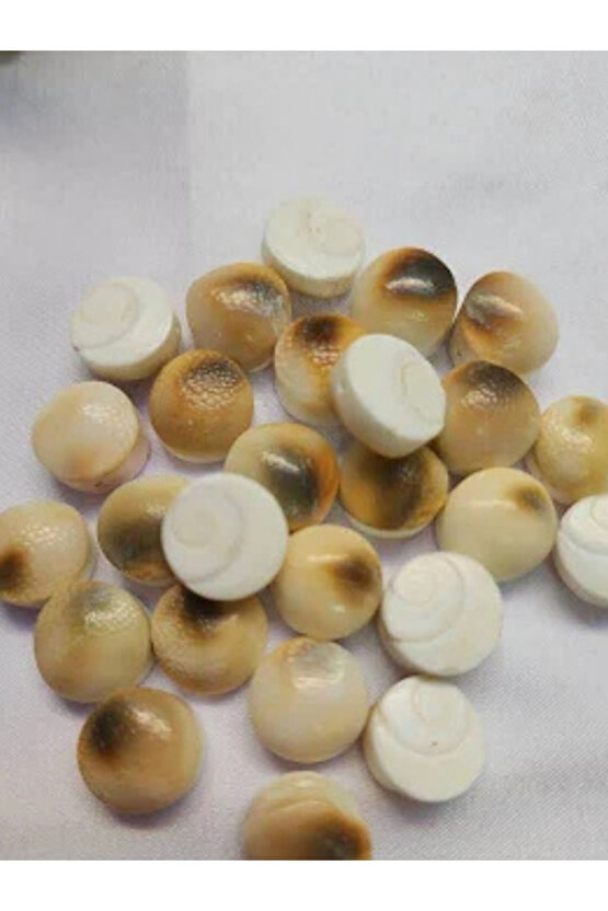 Doğal Yılancık Taşı Operculum 40 Adet (ERKEK VE DİŞİ )