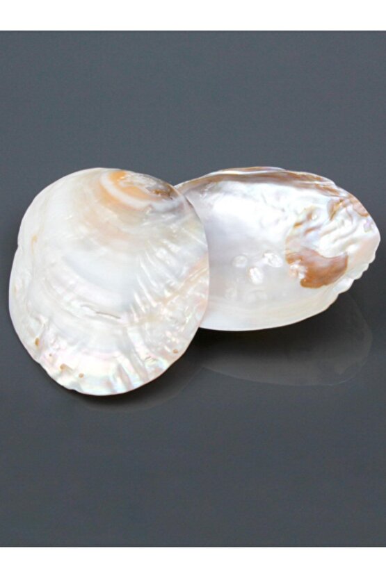 İncili İstiridye Kabuğu Tütsülük
