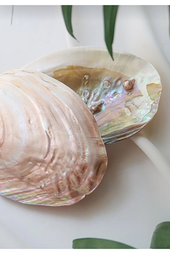 Doğal İstiridye Deniz Kabuğu - İncili İstiridye Kase