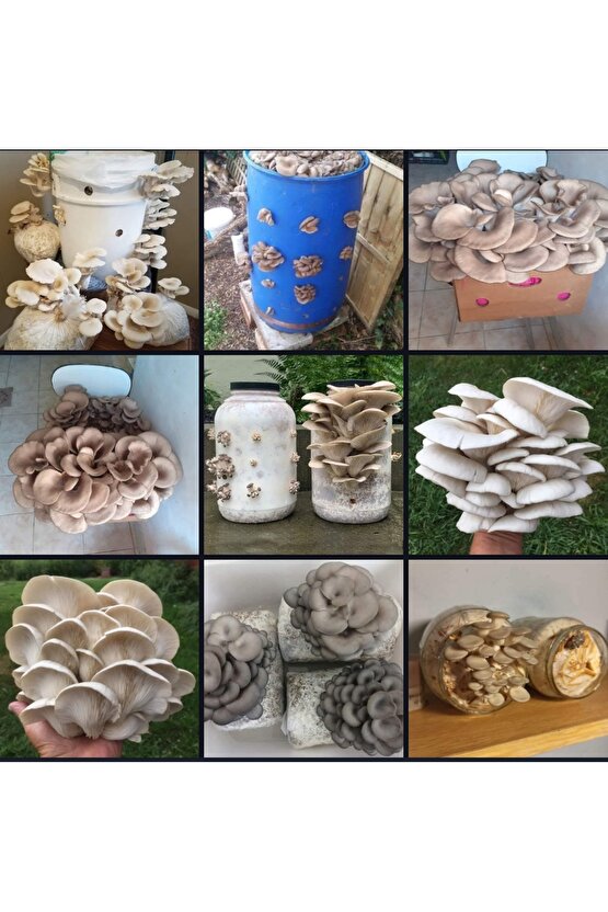 3000 Adet İstiridye Kavak Mantarı Tohumu+ Ekim Poşetleri+ Eğitim Kılavuzu+ Üzüm Fidanı Tohumu Hediye