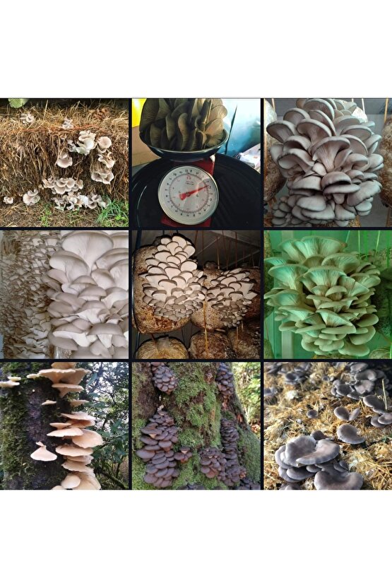 15000 Adet İstiridye Mantarı Tohumu + Ekim Poşetleri + Eğitim Kılavuzu+ Üzüm Fidanı Tohumu Hediye