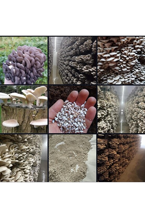 30.000 Adet İstiridye Kavak Mantarı Tohumu + Ekim Poşetleri+ Süpriz Hediye + Eğitim Kılavuzu