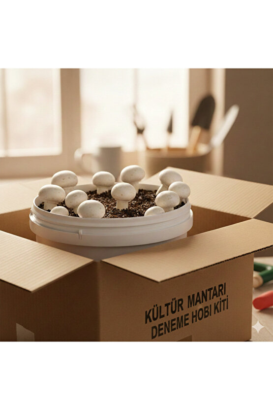 4 Adet Kovada Kültür Mantarı Deneme Hobi Kiti