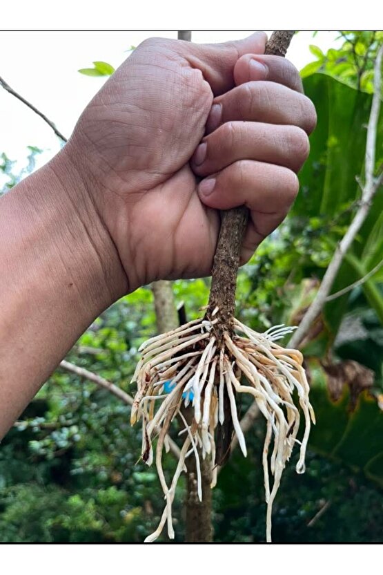 Bitki Çelik Köklendirici Özel Torf
