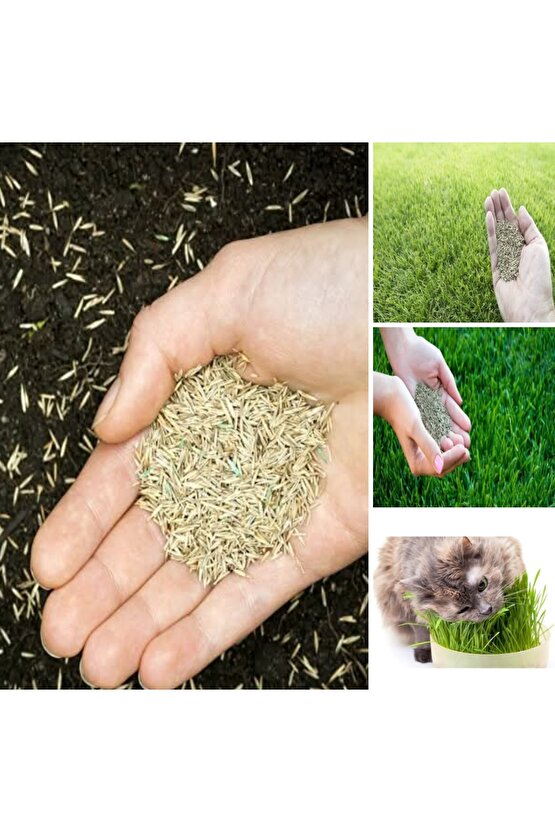 Kök Ömrü 7 Yıl Olan Kedi Çimi Tohumu