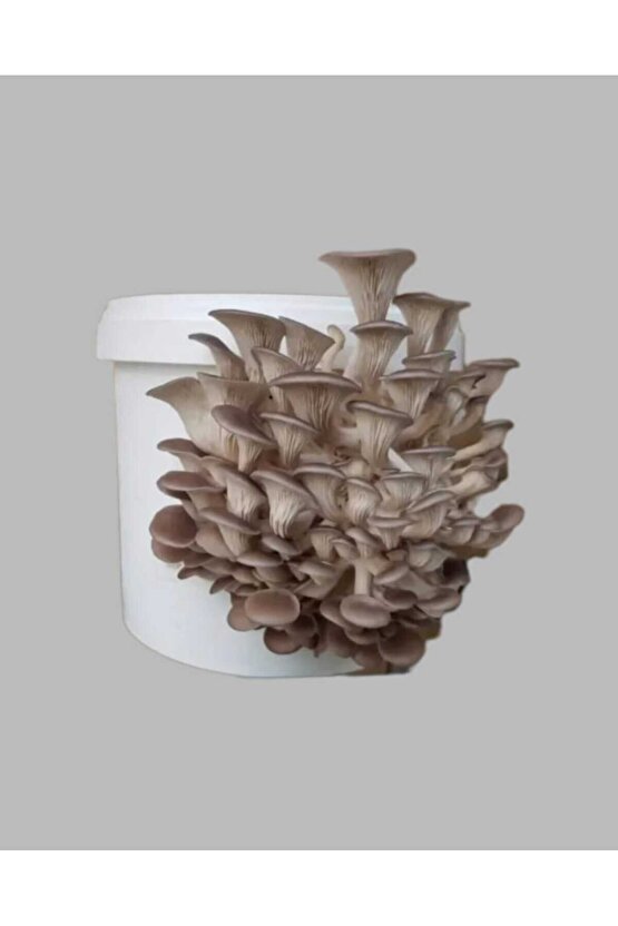 Mantar Tohumu Ekili Kova