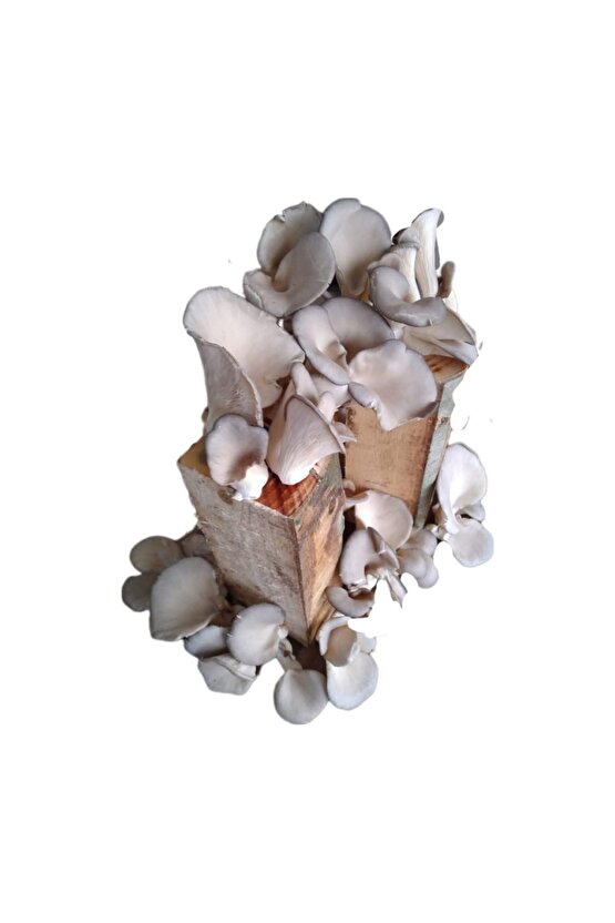 Kavak Mantarı Tohumu Ekili Kütük