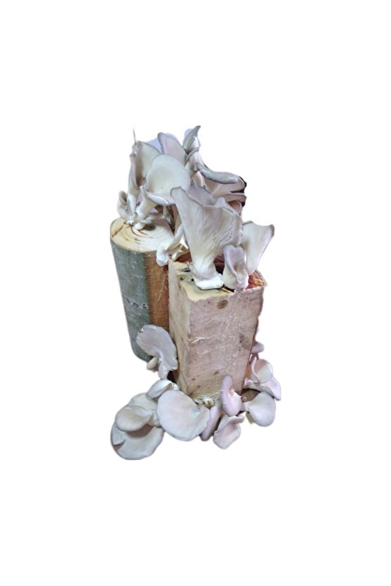 İstiridye Kavak Mantarı Hobi Kiti