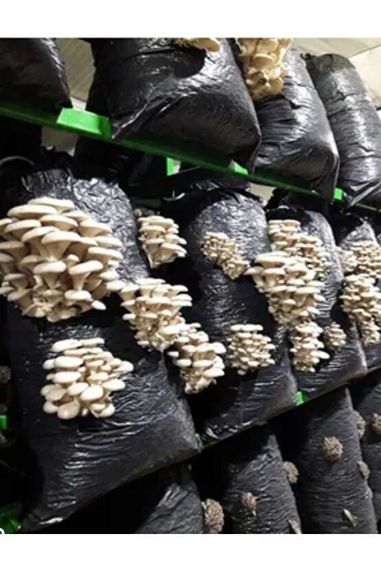 Özel Mikrodelikli Mantar Ekim Poşeti