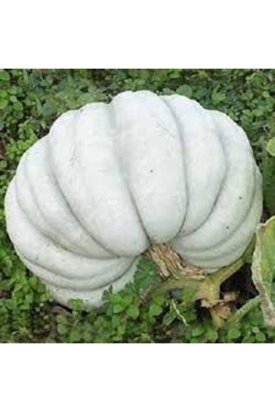 Bal Kabak Tohumu Kestane Kabağı 10adet