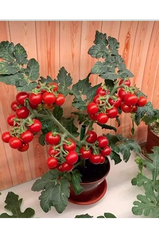5.000 Adet Saksıda Domates Tohumu