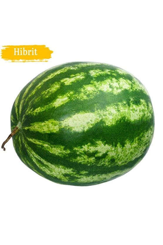 1200 Adet Hibrit Karpuz Tohumu